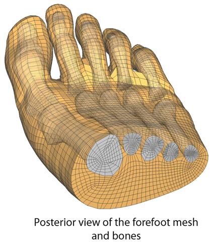Foot Simulation